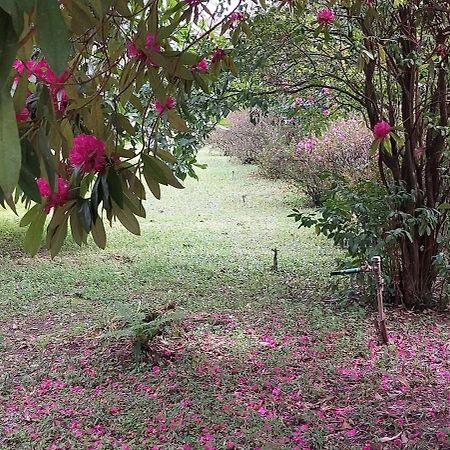 Quinta D'Avo Amelia Bed & Breakfast Alquerubim Luaran gambar