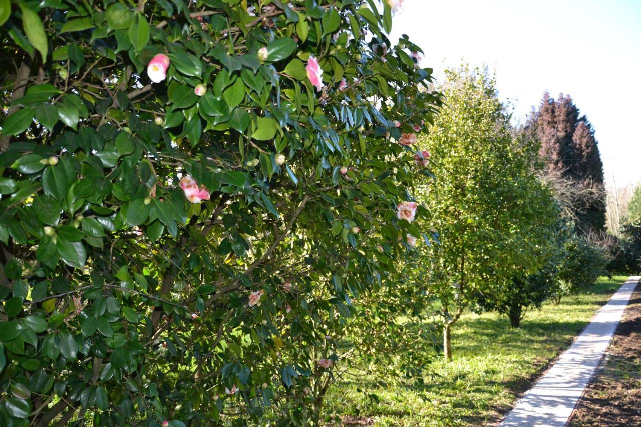 Quinta D'Avo Amelia Bed & Breakfast Alquerubim Luaran gambar